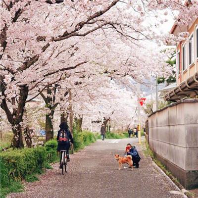 酒价内参3月25日价格发布 习酒君品跌幅居前，回落7元/瓶